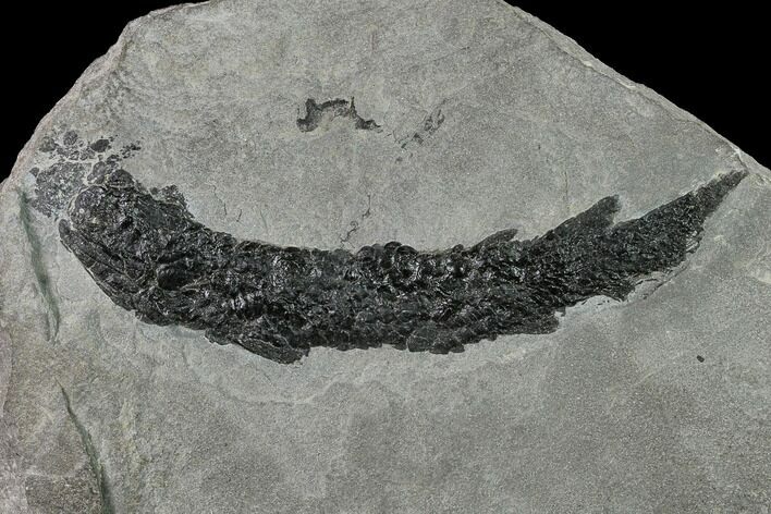 Devonian Lobed-Fin Fish (Osteolepis) - Scotland #156288